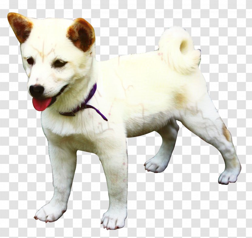 Korean Cartoon - Kishu - Rare Breed Dog Akita Inu Transparent PNG