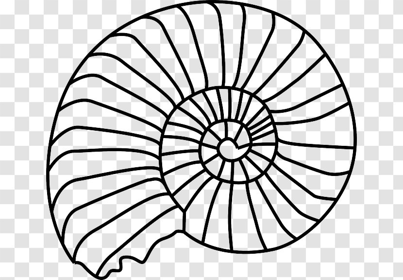 Clip Art Openclipart Seashell Gastropod Shell Vector Graphics - Monochrome Photography Transparent PNG