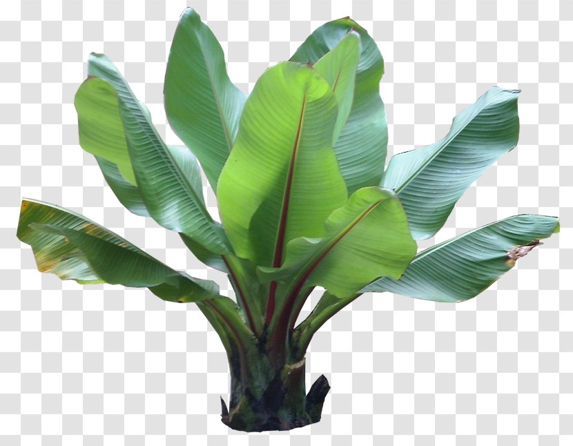 Barringtonia Asiatica Plant Tropics - Leaf - Banana Leaves Transparent PNG
