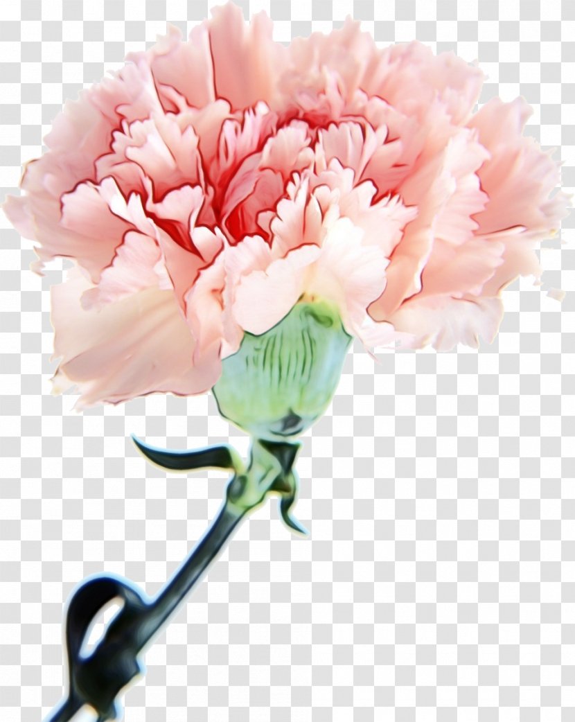 Pink Flower Cartoon - Bouquet - Plant Stem Dianthus Transparent PNG