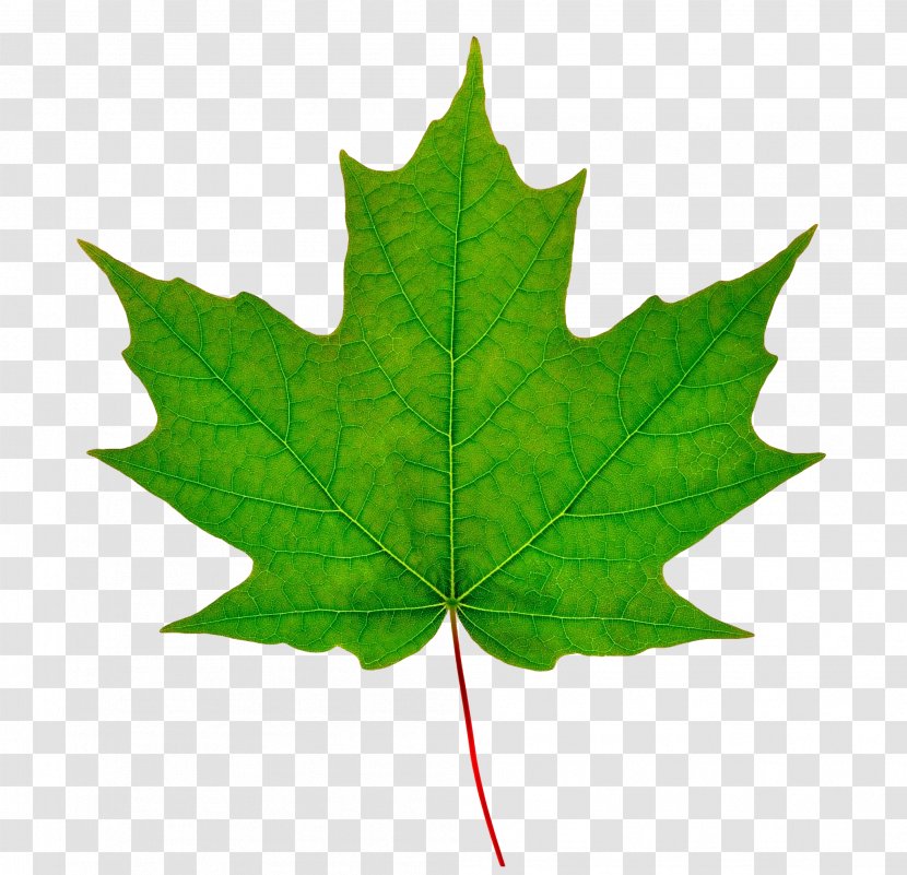 Sugar Maple Silver Leaf Red - Syrup Transparent PNG