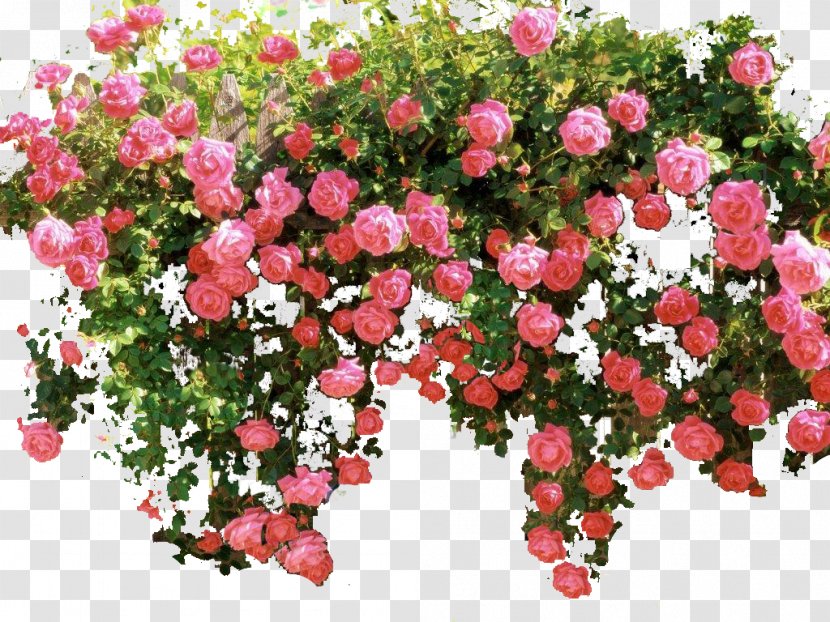 Garden Roses Memorial Rose Floribunda Shrub Pink - Ramblerrose - Flower Transparent PNG