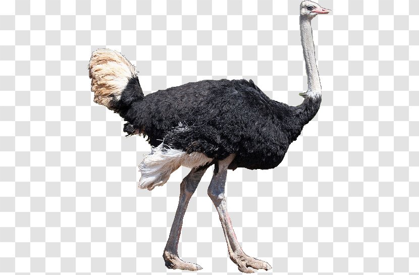 Common Ostrich Bird Emu Mallard Ratite - Northern Cardinal Transparent PNG