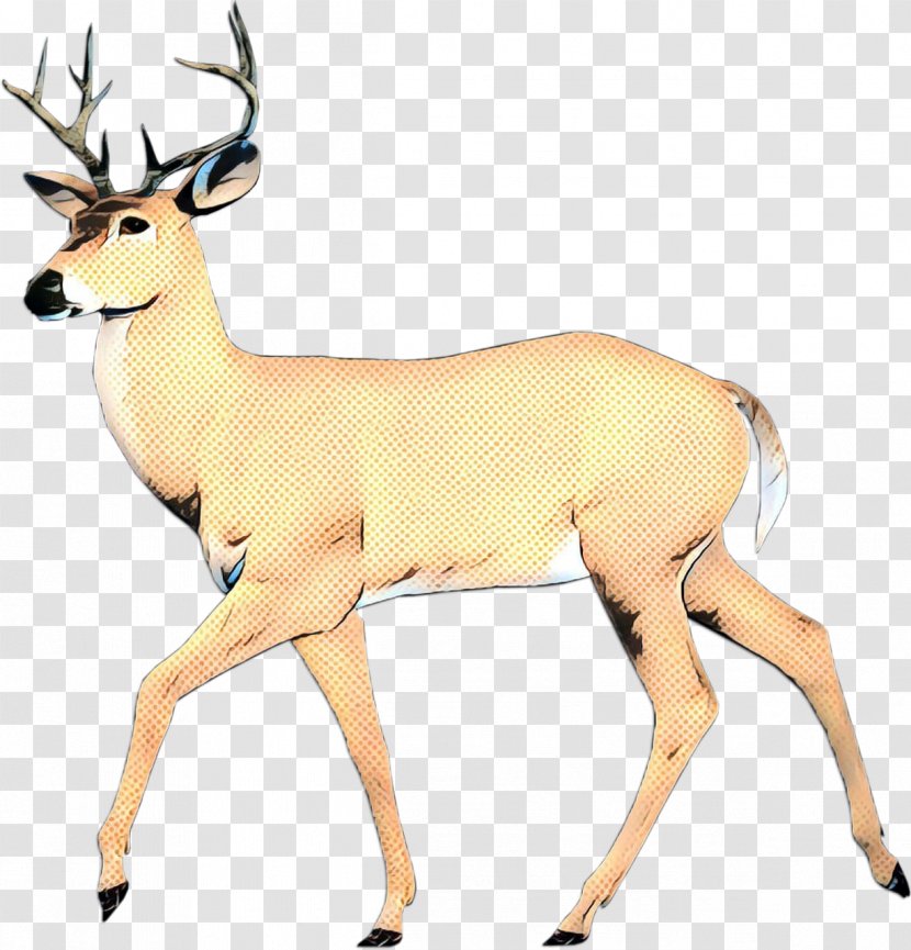 White-tailed Deer Terrestrial Animal Snout - Reindeer Transparent PNG