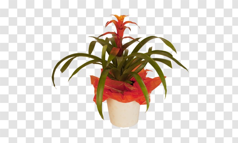 Cut Flowers Floristry Flowerpot Houseplant - Potted Tropical Plants List Transparent PNG
