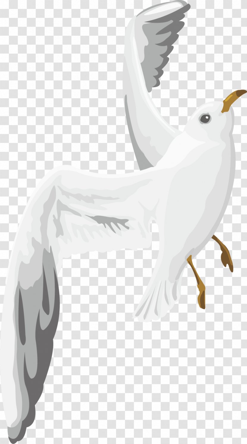 Columbidae White Wing - Dove Wings Vector Black Eyes Transparent PNG