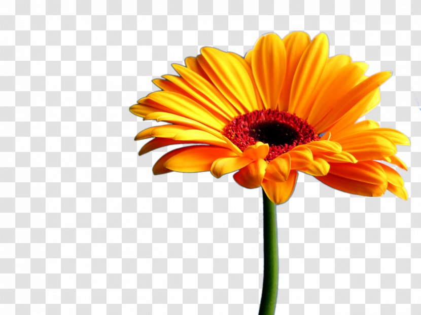 Transvaal Daisy Flower Art Clip - Gerbera Transparent PNG