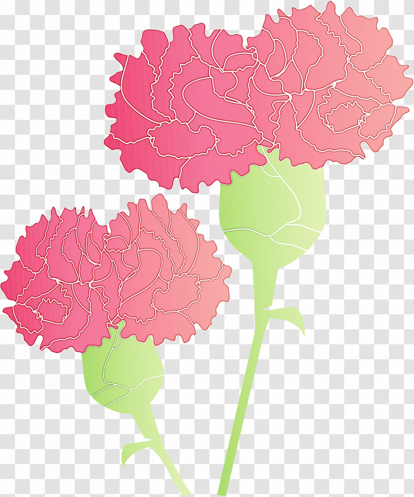 Pink Flower Carnation Plant Leaf Transparent PNG