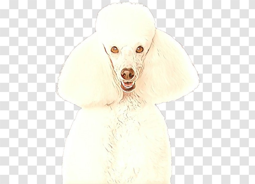 Dog White Poodle Breed Miniature - Standard Nonsporting Group Transparent PNG