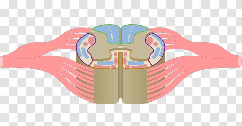 Posterior Funiculus Spinal Cord Grey Matter Anatomy - Flower - Cranial Nerve Transparent PNG