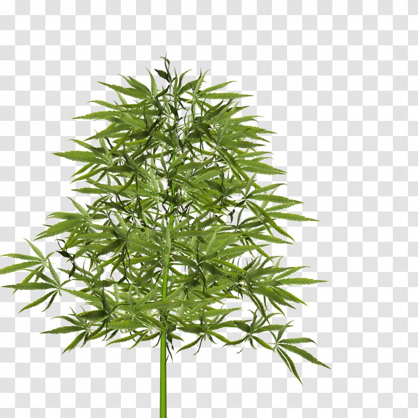 Dill Tree Plant Food Japanese Maple - Vegetable - Hemp Rope Transparent PNG