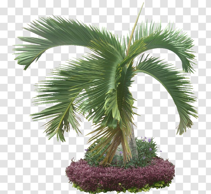 Arecaceae Hyophorbe Lagenicaulis Tree Plant - Tropics - Tropical Transparent PNG