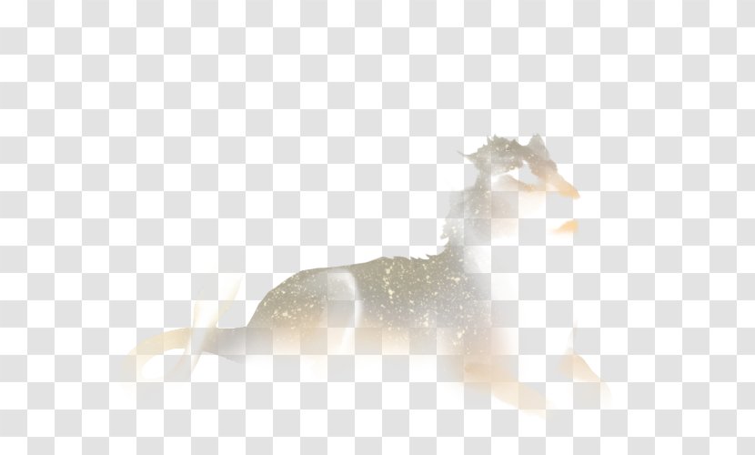 Canidae Dog Desktop Wallpaper Snout Mammal - Computer Transparent PNG