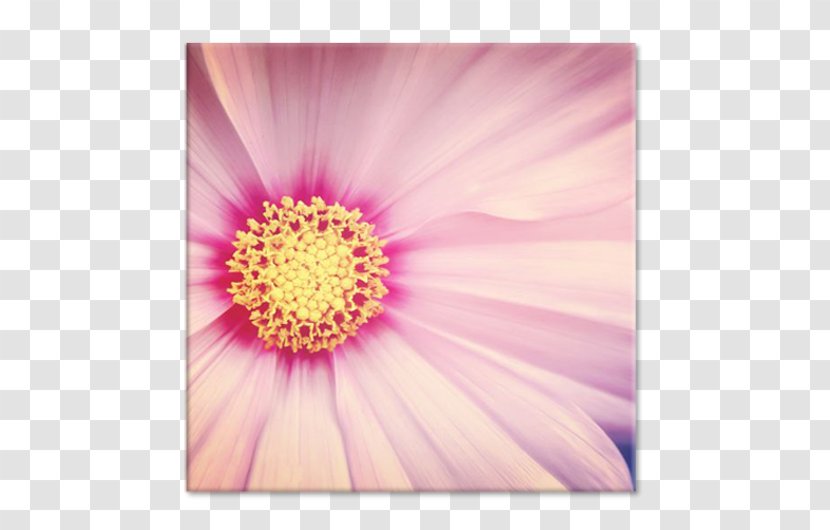 Dahlia Photography Close-up Transvaal Daisy Petal - Closeup - Flower Transparent PNG