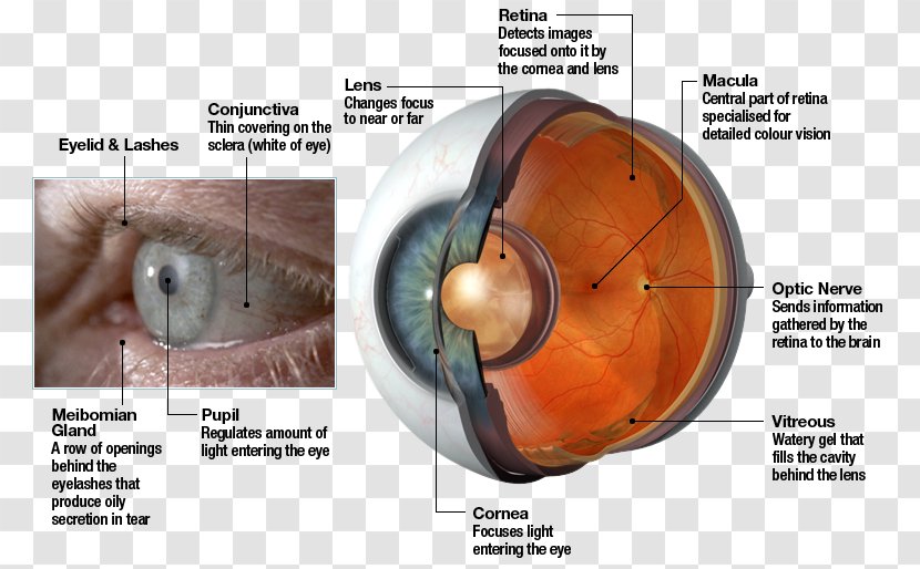 Human Eye Retina Lens Light - Tree Transparent PNG