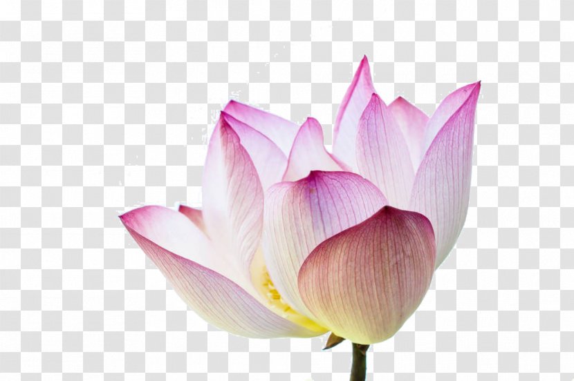 Nelumbo Nucifera Stock Photography Cartoon - Lotus Material Transparent PNG