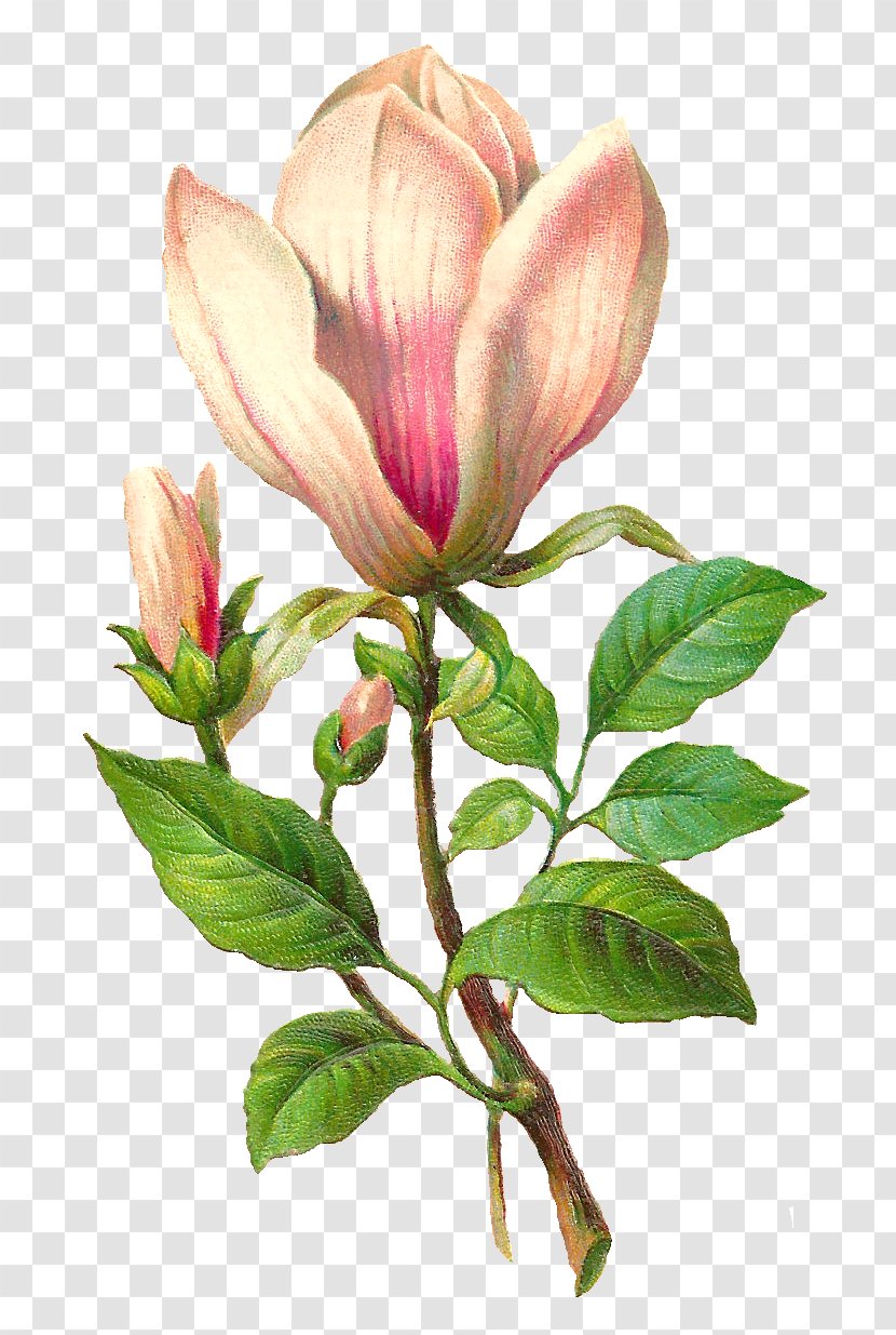 Flower Botany Botanical Illustration Clip Art - Digital Image Transparent PNG