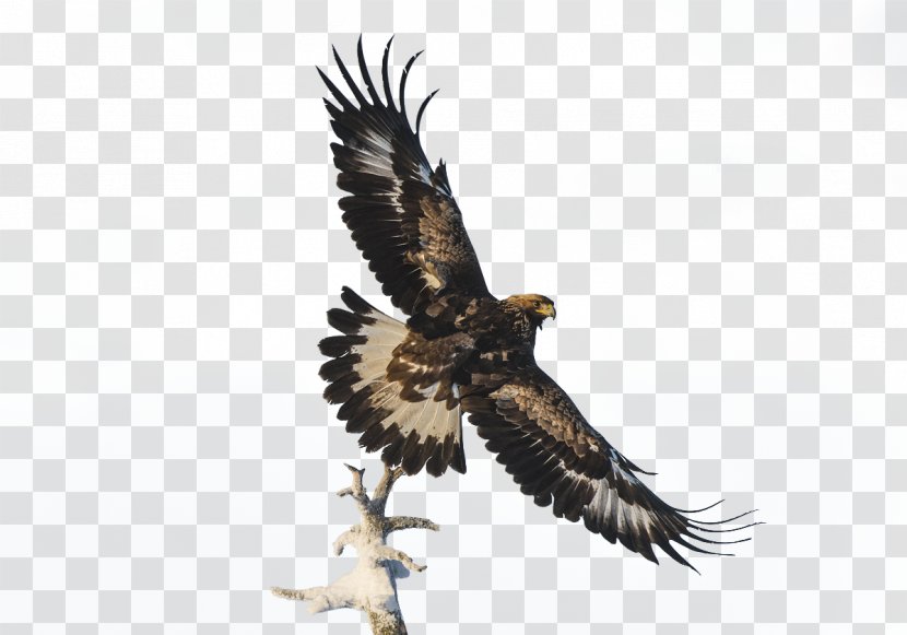 Bald Eagle Software - Fauna - Branches On The Fly Peng Transparent PNG