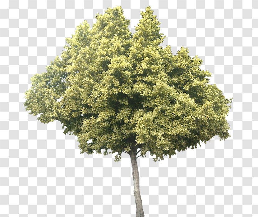 Olive Leaf Tree Ficus Microcarpa - Juglans - Heart Transparent PNG