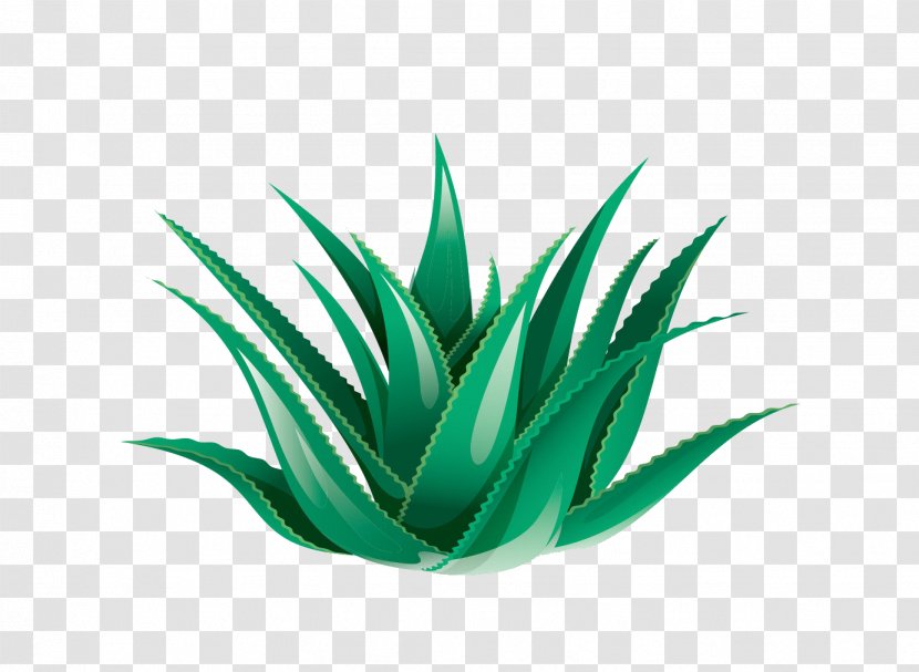 Aloe Vera Icon - Green Transparent PNG