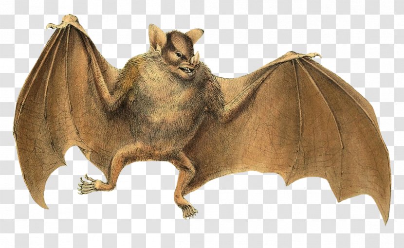 Bat Drawing Image Common Pipistrelle - Sturnira Transparent PNG