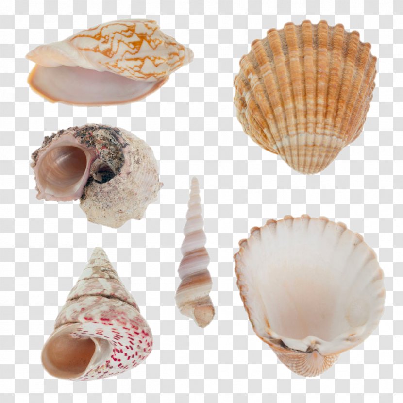 Seashell Mollusc Shell Shellfish Stock Photography Nautilidae - All Kinds Of Transparent PNG