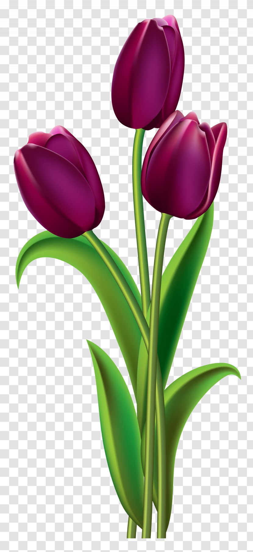 Indira Gandhi Memorial Tulip Garden Red Clip Art - Tulips Transparent Clipart Picture Transparent PNG