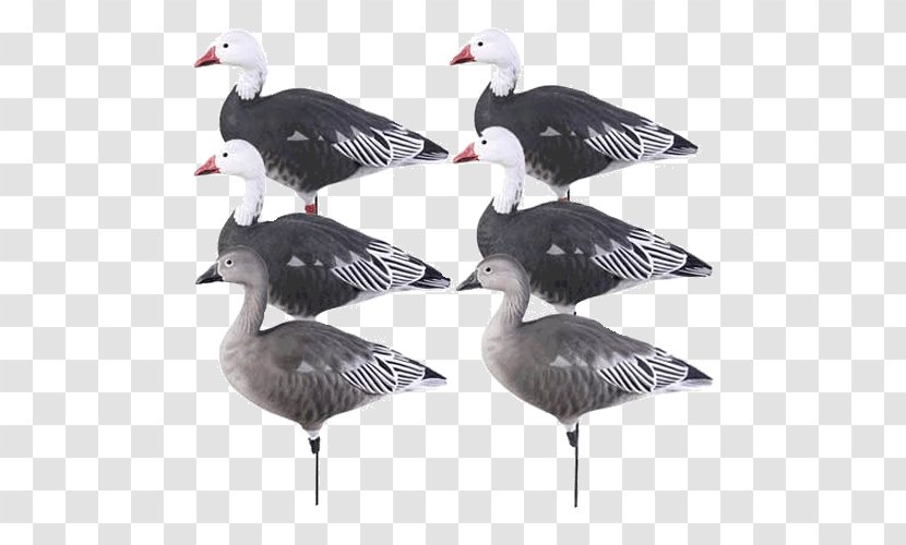 Snow Goose Duck Decoy - Beak Transparent PNG
