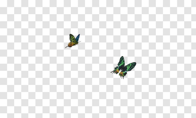 Wing Insect Butterfly Beak 2M - Sky Plc Transparent PNG