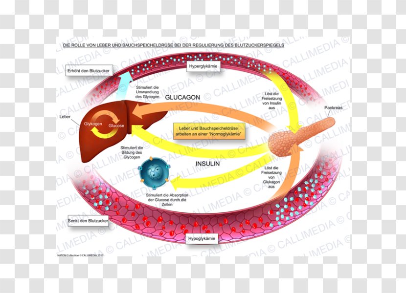Blood Sugar Regulation Pancreas Physiology Liver - Control Engineering Transparent PNG