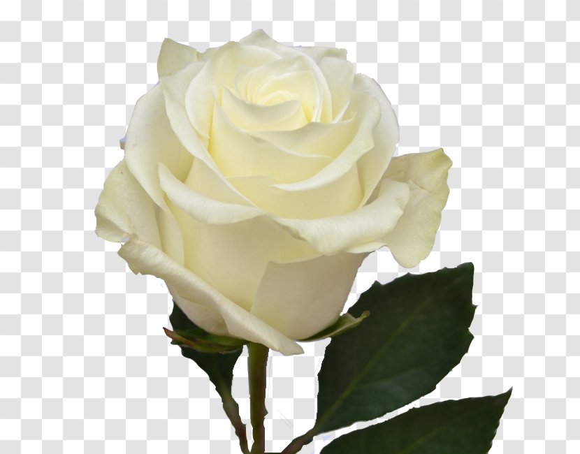 Garden Roses Cabbage Rose Floribunda Cut Flowers White - Petals Transparent PNG