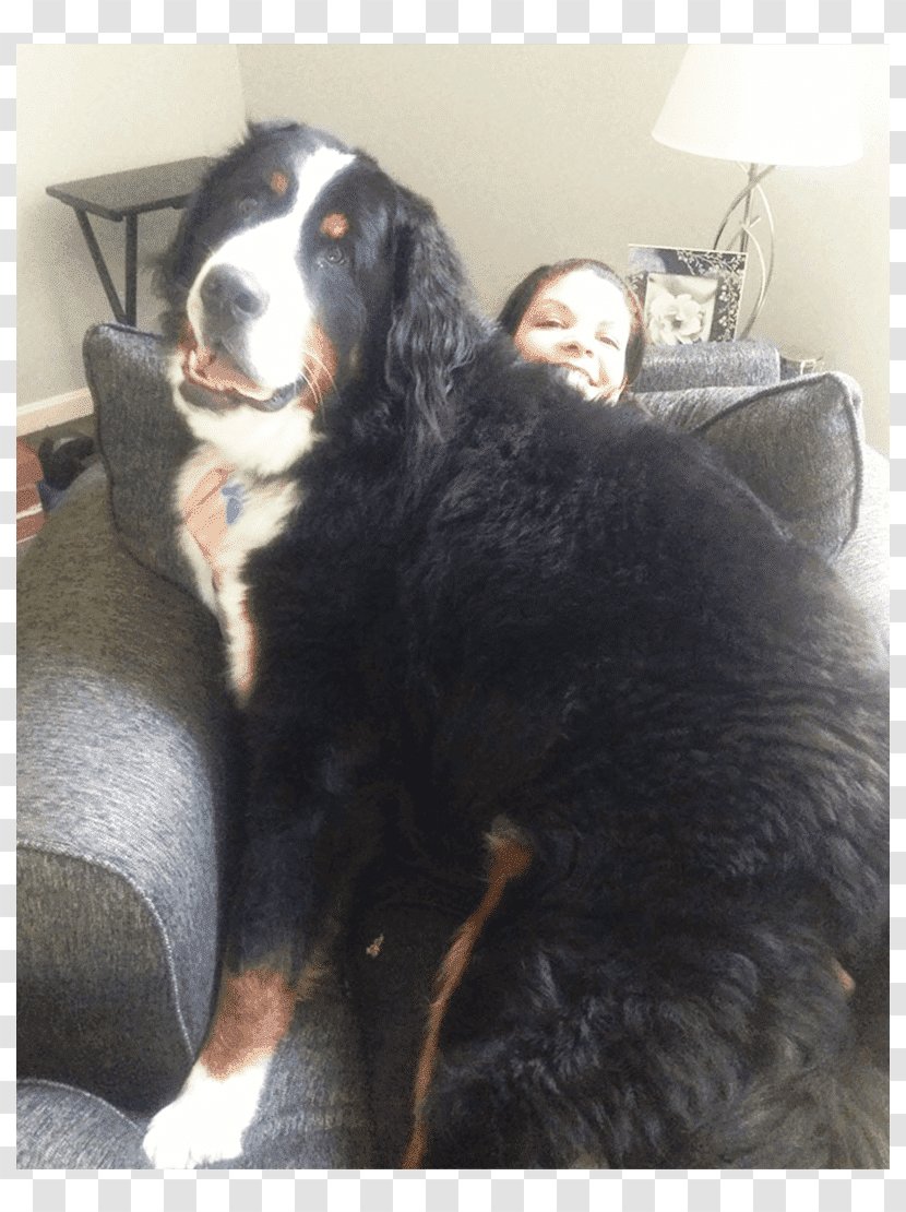 Bernese Mountain Dog Labrador Retriever Puppy German Shepherd Neapolitan Mastiff English Transparent Png