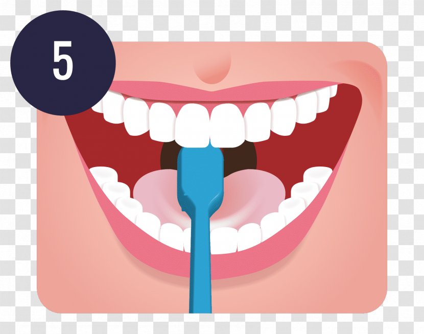 Tooth Brushing Dentistry Human Teeth Cleaning - Watercolor - Brush Transparent PNG