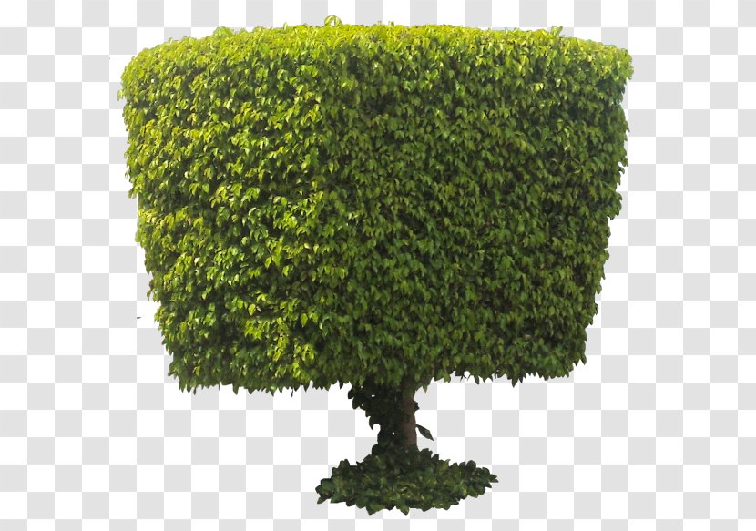 Tree Weeping Fig Indoor Bonsai Flowerpot - Houseplant - Ficus Transparent PNG