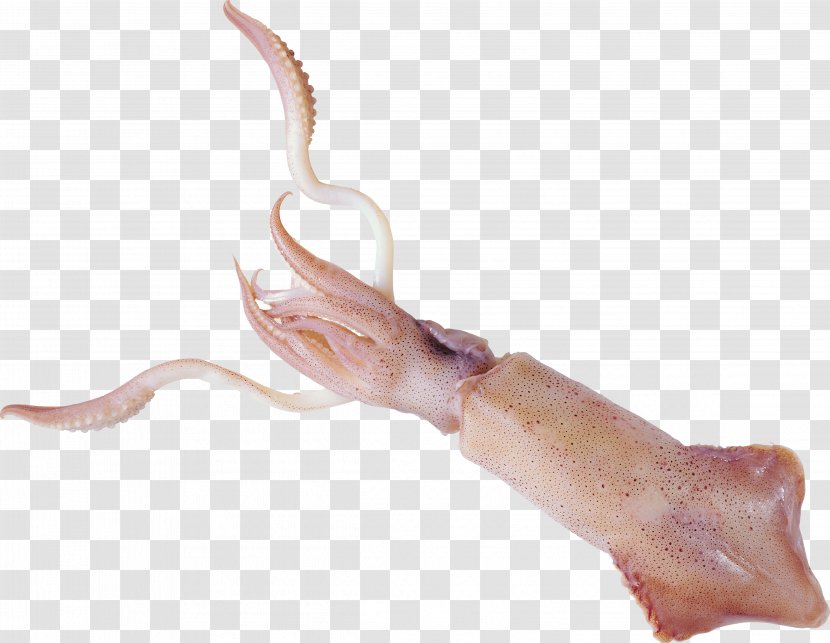 Squid As Food Octopus - Frame - Shrimps Transparent PNG