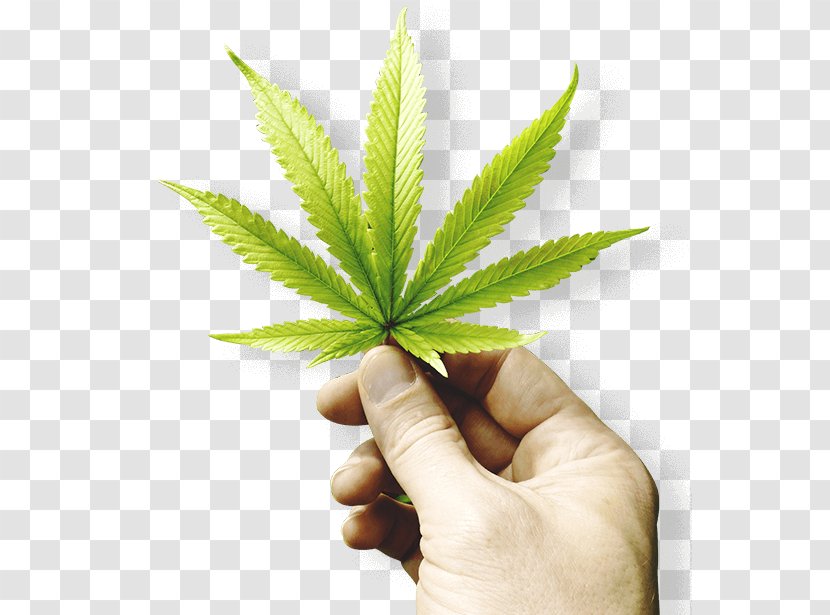 Hash Oil Medical Cannabis Cannabidiol Dispensary - Herbalism - Marijuana Card Transparent PNG