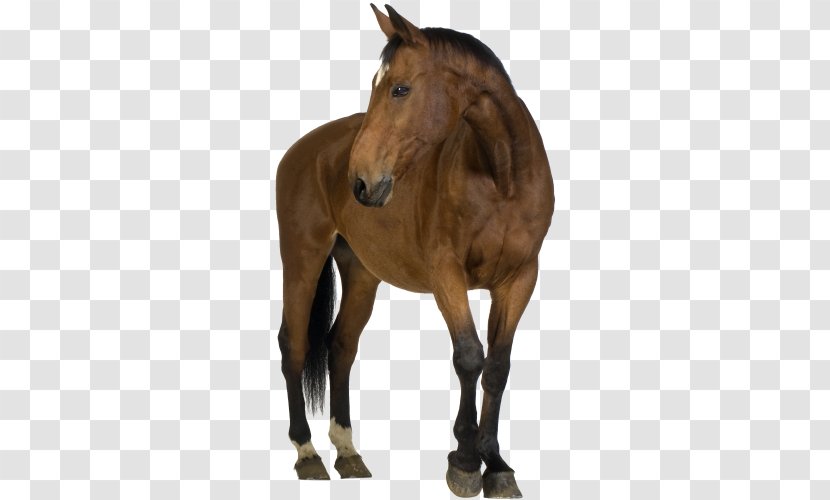 Foal Belgian Horse Friesian Shire Arabian - Pony Transparent PNG
