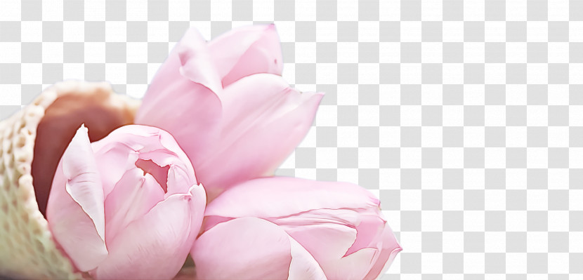 Spring Transparent PNG