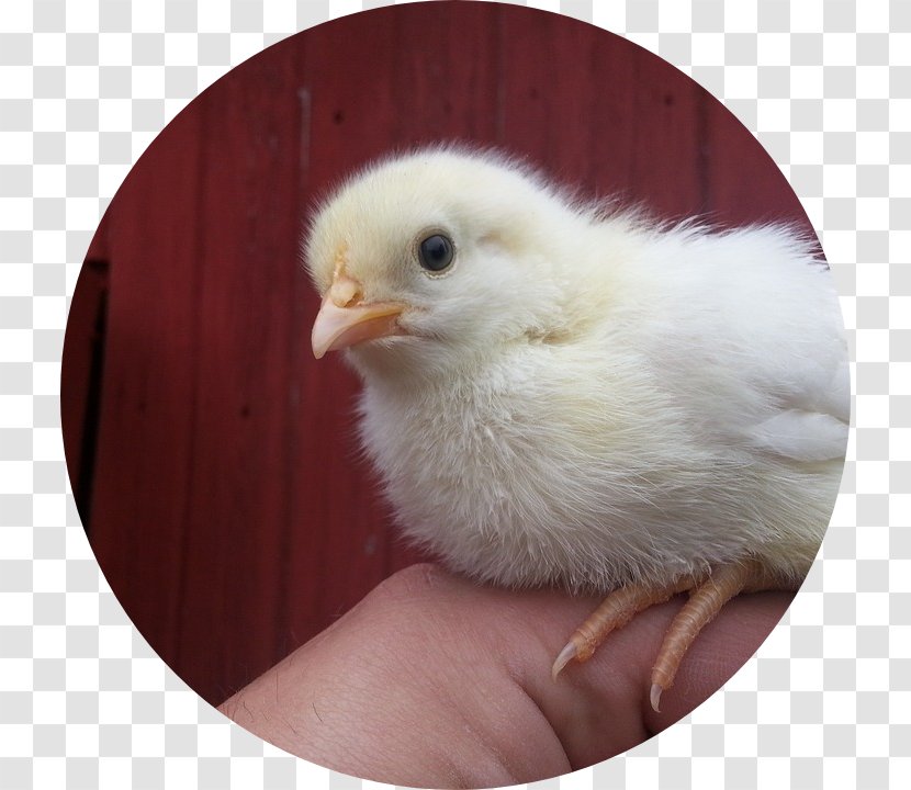 Wyandotte Chicken Breed Kifaranga Labor Hønseraser - Bird - Sewa Villa Di Bali Transparent PNG