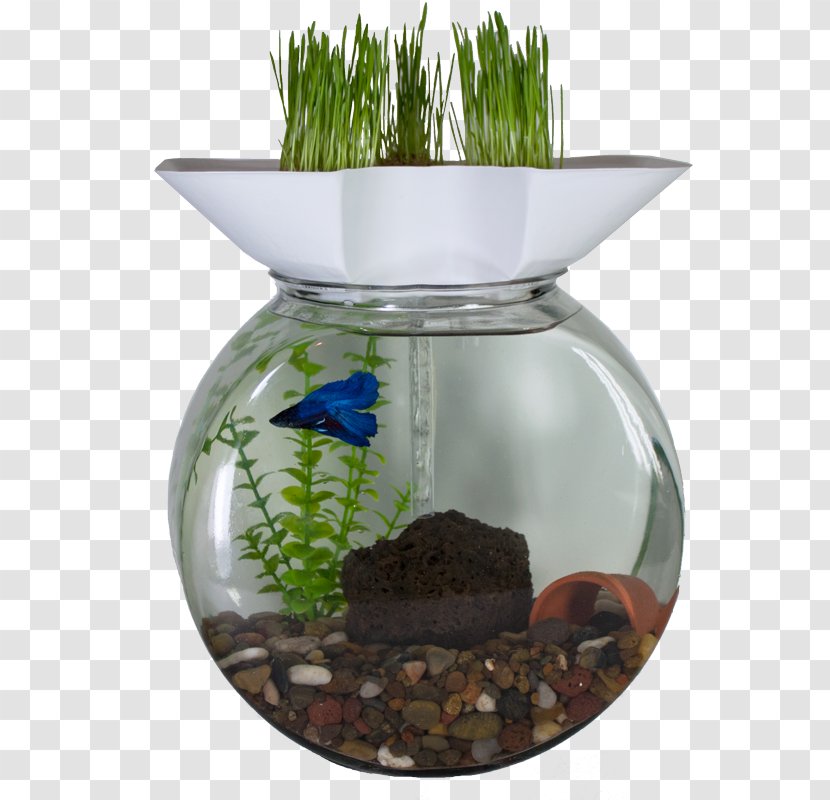 Water Filter Aquaponics Aquarium Filters Aquaculture - Glass Transparent PNG