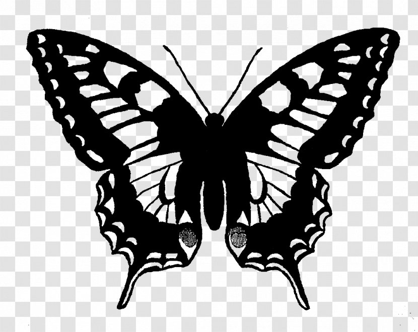 Swallowtail Butterfly Papilio Machaon Clip Art - Black And White - Maternal Child Painting Illustration Design Transparent PNG