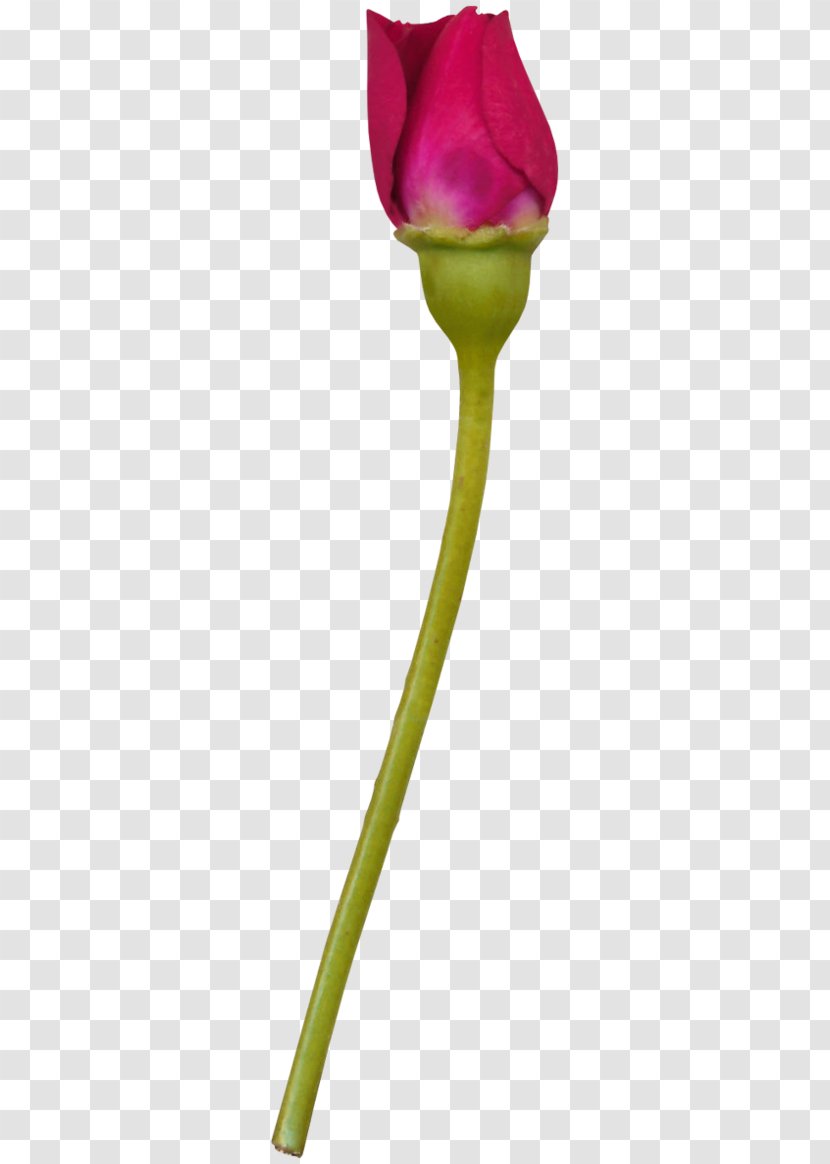 Rose Garden Tulip Cut Flowers Transparent PNG