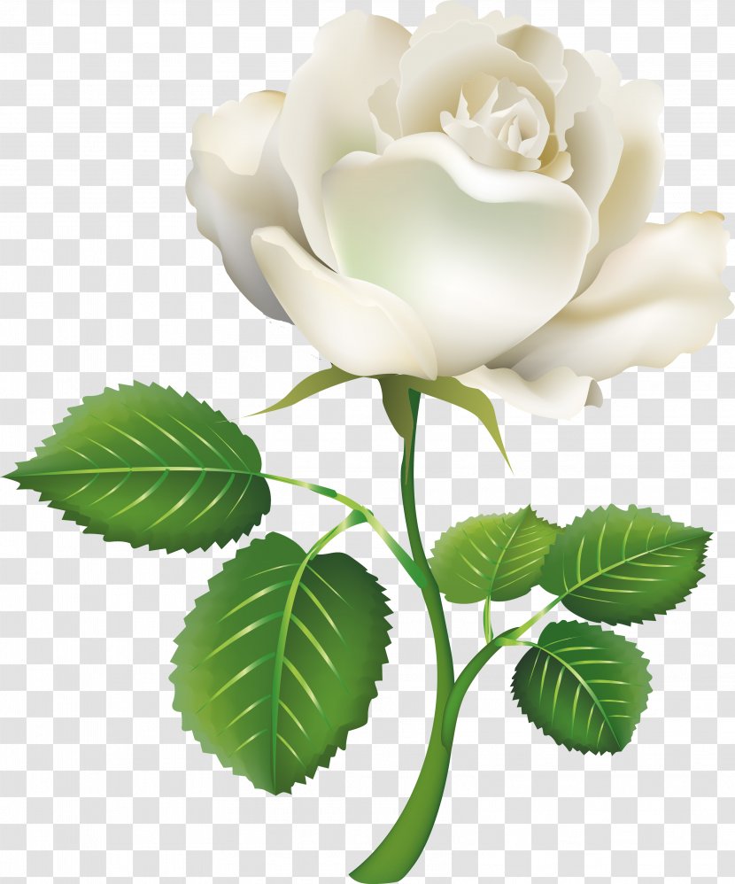 Rose White Clip Art - Plant Stem - Roses Transparent PNG