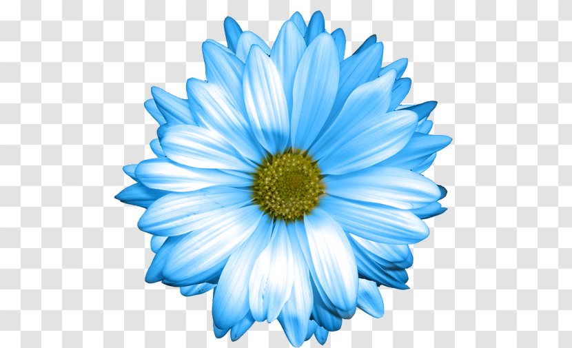 Common Daisy Oxeye Blue Marguerite Family - Teal - Chrysanthemum Transparent PNG