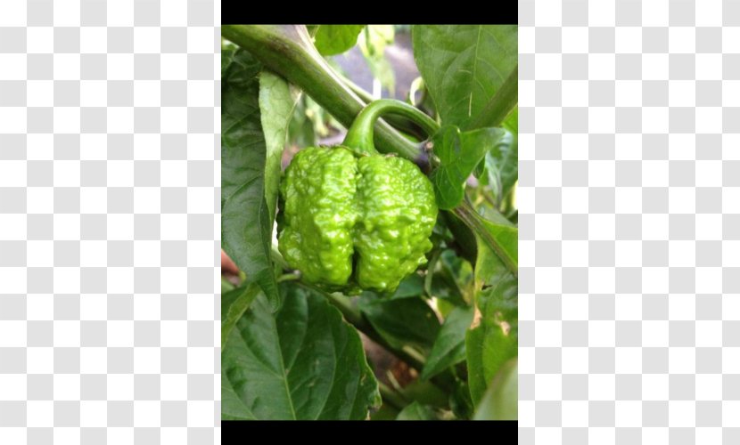 Mulberry Morinda, Inc. Peppers - Red Pot Transparent PNG