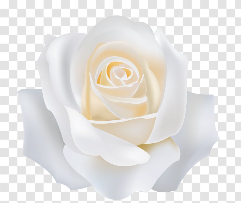Garden Roses White - Rose Transparent PNG