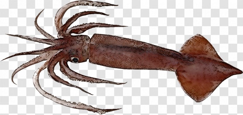 Squid Octopus Seafood Animal Figure Giant Pacific Transparent PNG