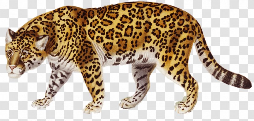 Jaguar Clip Art - Mammal Transparent PNG
