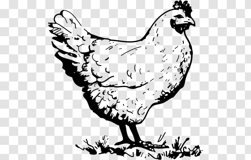 Chicken Hen Clip Art - Wildlife Transparent PNG