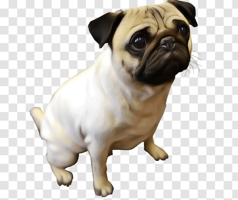 Dog Pug Snout Companion Dog Toy Dog Transparent PNG